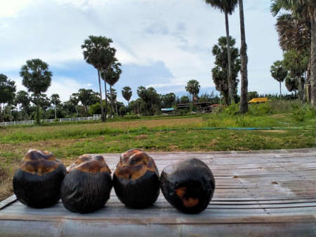 agriculture farm in Thailand,Asia farmの写真素材