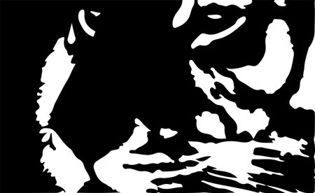 tiger vector on white backgroundのイラスト素材