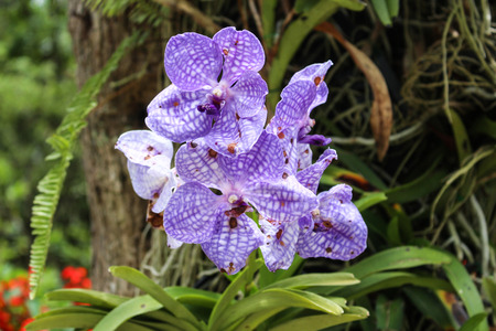 Orchids の写真素材