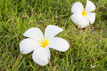 plumeria flower の写真素材