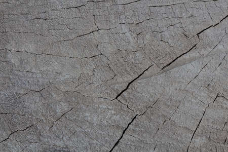 wood texturewood texture backgroundの写真素材