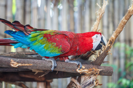 Scarlet Macawの写真素材