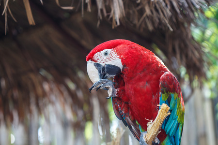 Scarlet Macawの写真素材