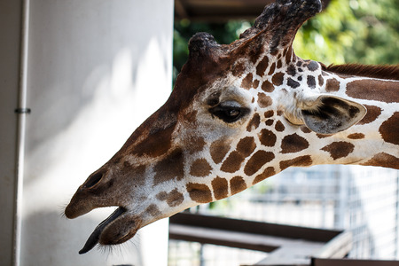 Giraffeの写真素材
