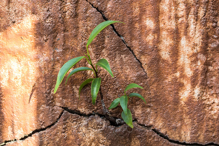 Weeds growing through cracks in the cement.の写真素材