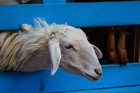 sheepの写真素材