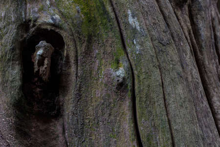 Tree bark texture wood texture/wood texture background
