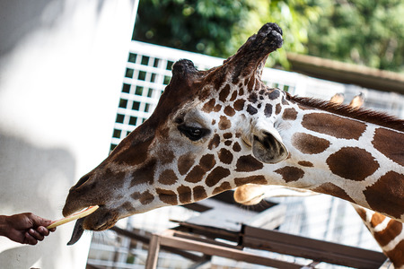 Giraffeの写真素材