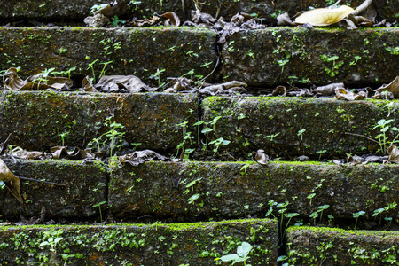 Texture of old stone wall covered green mossの写真素材