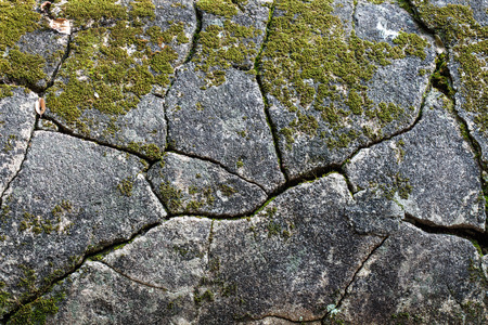 Moss on the stoneの写真素材