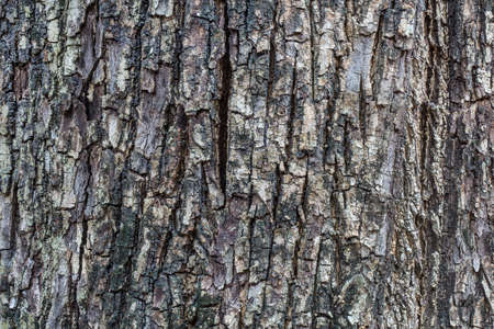 Tree bark textureの写真素材
