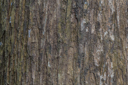 Tree bark texture wood texture/wood texture backgroundの写真素材