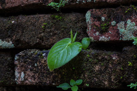 Small plant growing up out of the old brick wallの写真素材