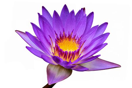 Lotus flower isolated on white backgroundの写真素材