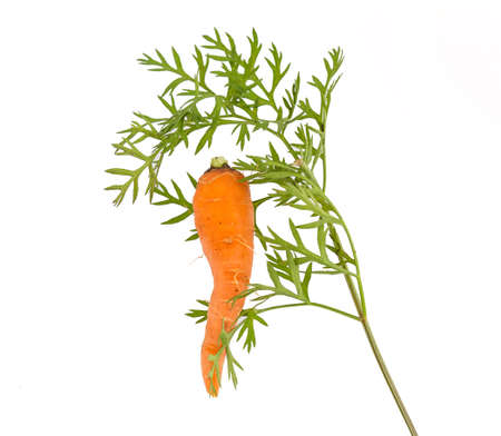 Carrot on white backgroundの写真素材