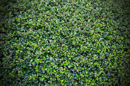 Full frame hedge backgroundの写真素材