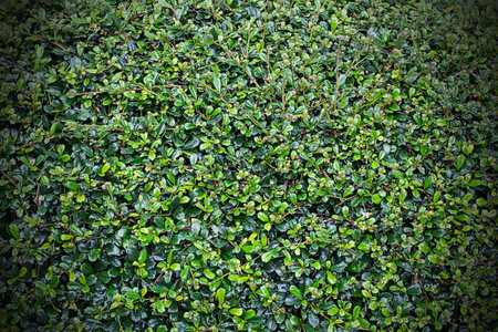 Full frame hedge backgroundの写真素材