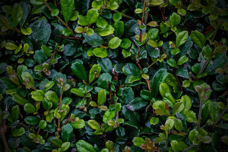 Full frame hedge background