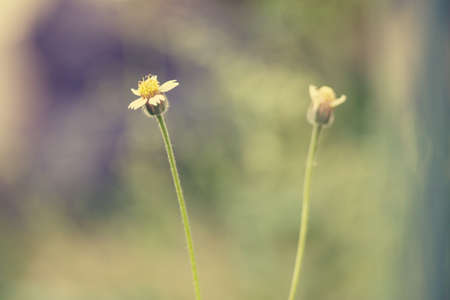 Little white Daisy. - Vintage effect style picturesの写真素材