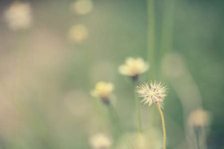 Little white Daisy. - Vintage effect style picturesの写真素材