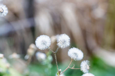 Beautiful white dandelion flowers close-up. close up of Dandelion with abstract color and shallow focus.の写真素材