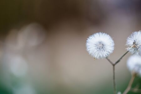 Beautiful white dandelion flowers close-up. close up of Dandelion with abstract color and shallow focus.の写真素材