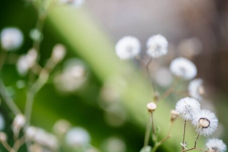Beautiful white dandelion flowers close-up. close up of Dandelion with abstract color and shallow focus.の写真素材