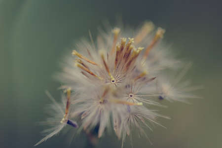 Beautiful white dandelion flowers close-up. close up of Dandelion with abstract color and shallow...