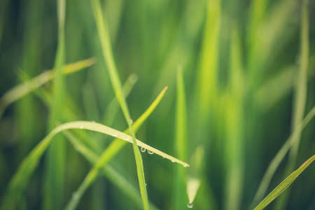 close up of morning dew on rice field - Vintage effect style picturesの写真素材