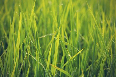 close up of morning dew on rice field - Vintage effect style picturesの写真素材