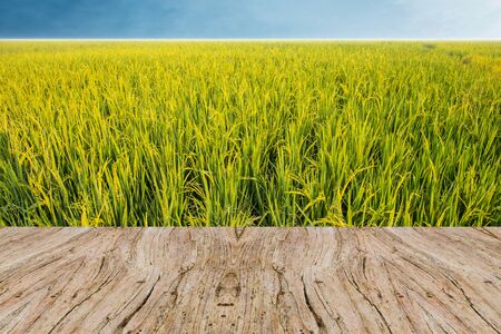 Rice field green grass backgroundの写真素材