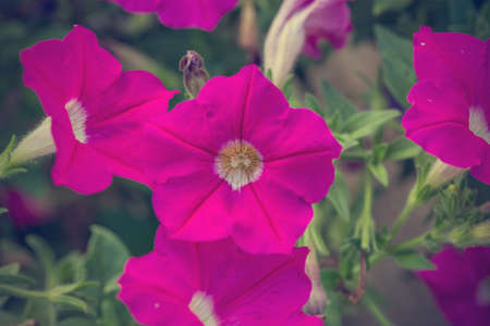 Floral background
