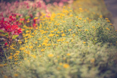 Floral backgroundの写真素材