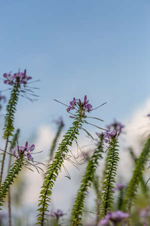 Floral backgroundの写真素材