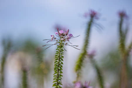 Floral backgroundの写真素材