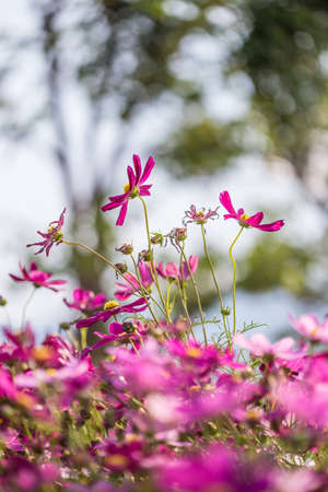 Floral backgroundの写真素材