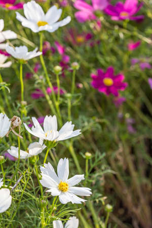 Floral backgroundの写真素材