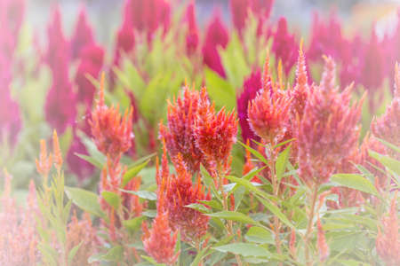 Floral backgroundの写真素材