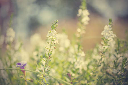 Floral backgroundの写真素材