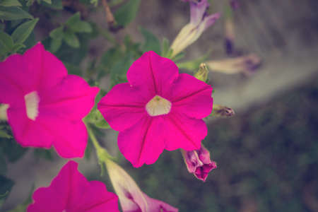 Floral backgroundの写真素材