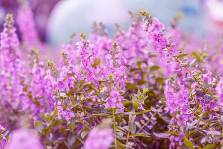 Floral backgroundの写真素材