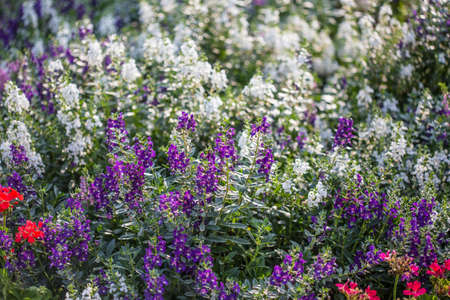 Floral backgroundの写真素材