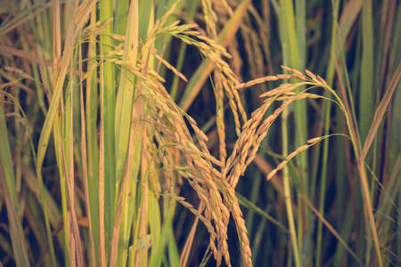 Rice field and nature background - Vintage effect style picturesの写真素材