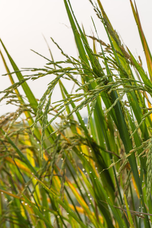 Rice field and nature backgroundの写真素材