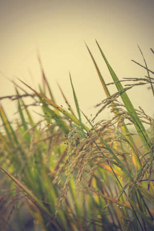 Rice field and nature background - Vintage effect style picturesの写真素材