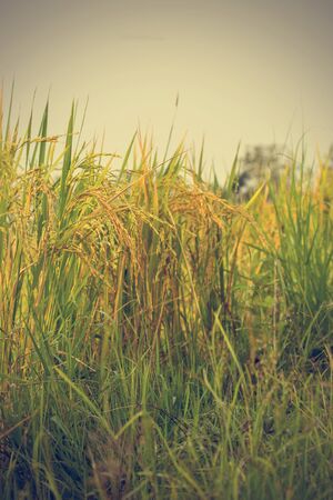Rice field and nature background - Vintage effect style picturesの写真素材