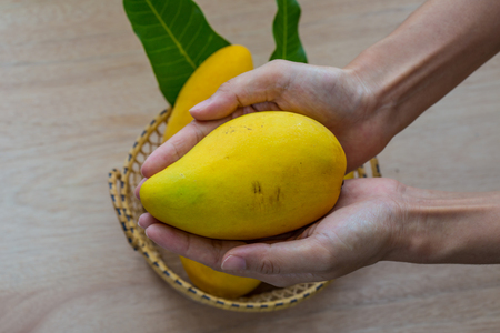 Mangoの写真素材