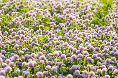 Flower Backgroundの写真素材