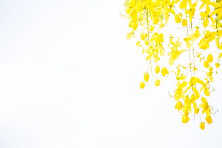 Yellow Flower Backgroundの写真素材