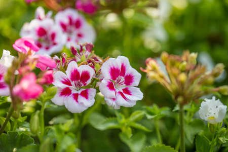 Floral background